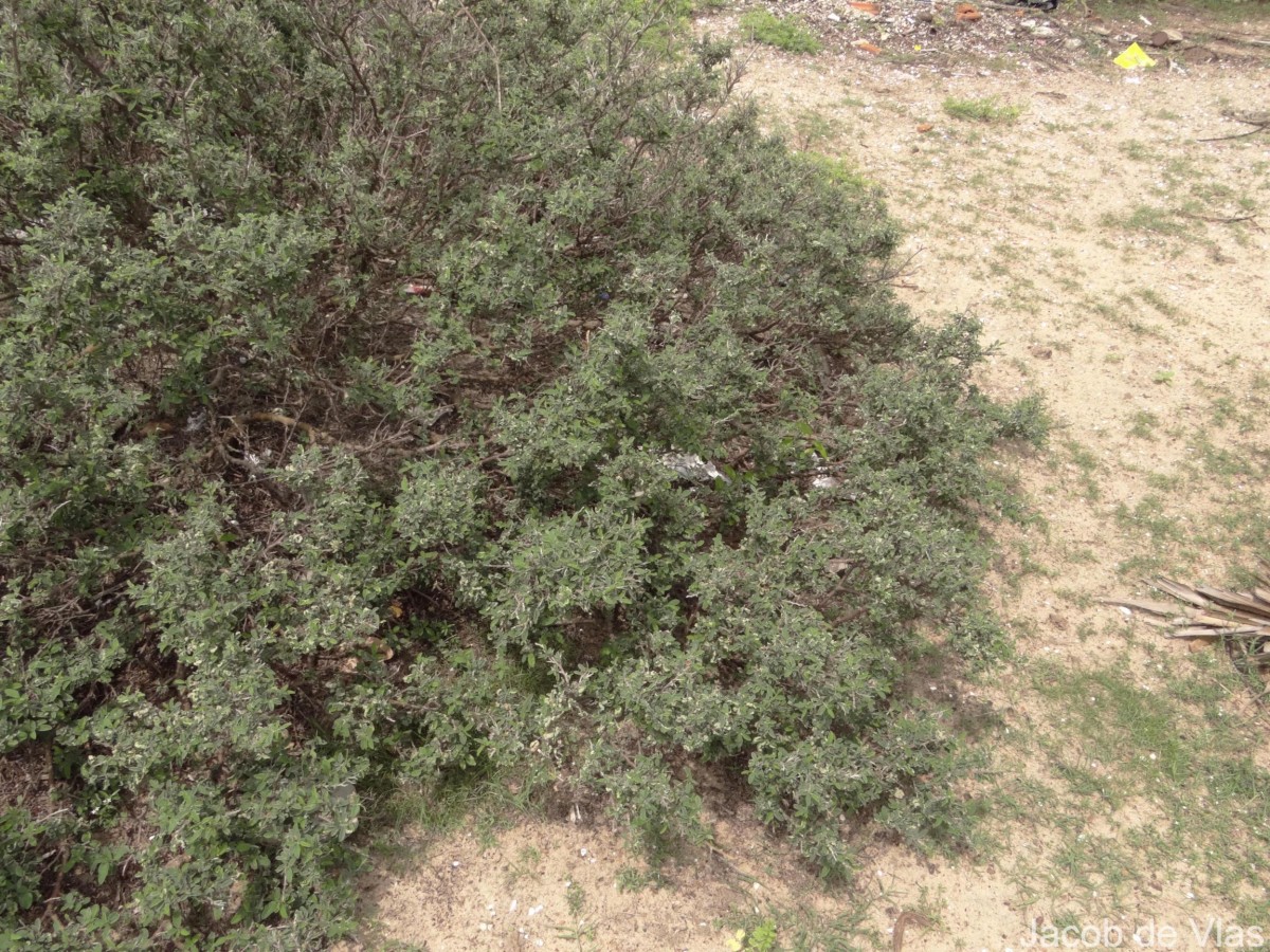 Indigofera oblongifolia Forssk.